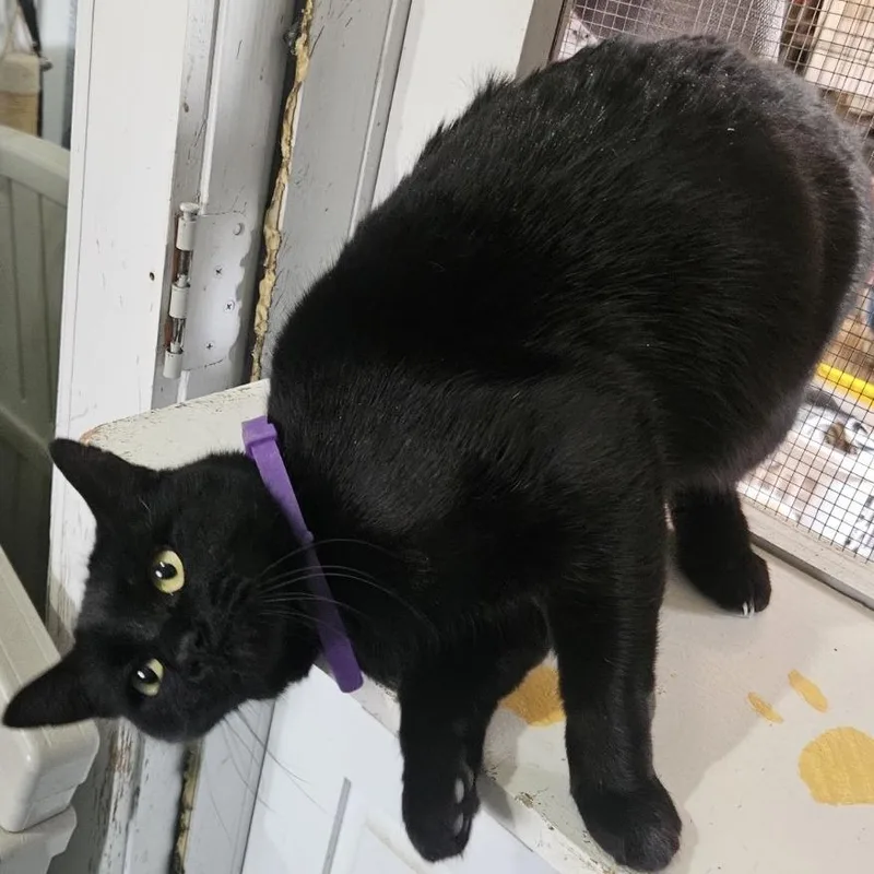 A senior medium-sized female Black Domestic Short Hair cat named Sandwich Person for adoption in Austin, TX