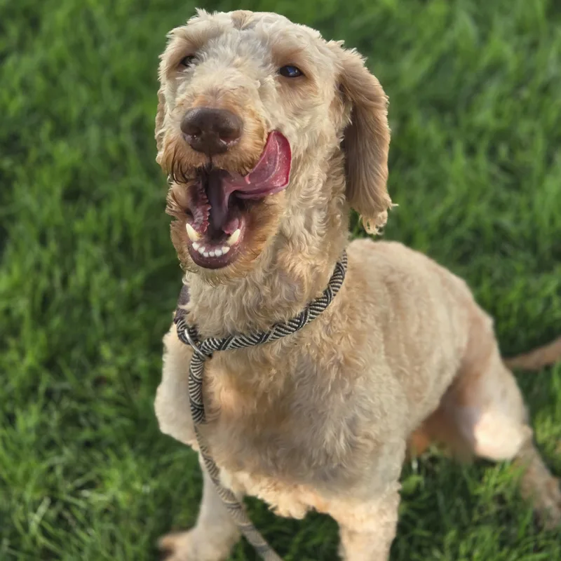 An adult medium-sized male Apricot / Beige Goldendoodle dog named Buttercup for adoption in Normal, IL