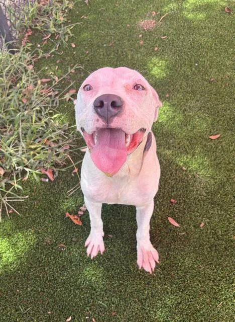 A young large-sized male Mixed Breed dog named Ted E Bear for adoption in Jacksonville, FL
