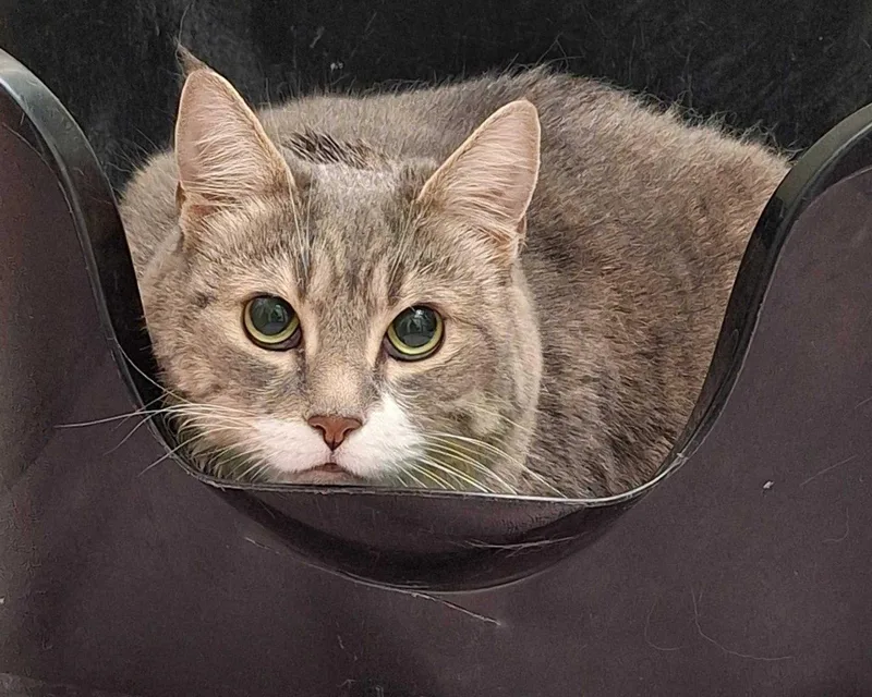 An adult large-sized female Tabby (Gray / Blue / Silver) Domestic Short Hair cat named Chloe for adoption in Raleigh, NC