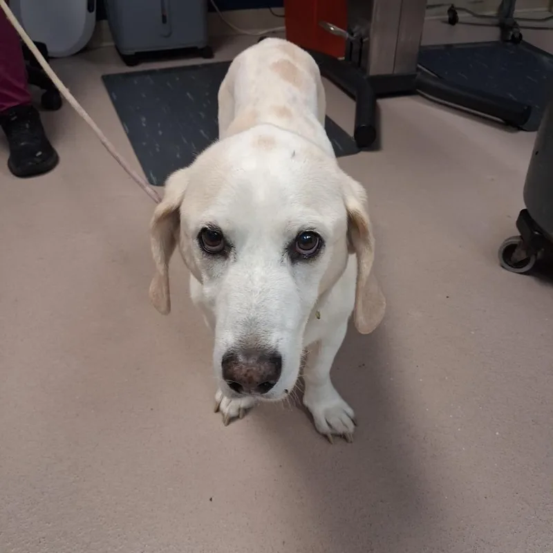 A senior medium-sized male White / Cream Basset Hound dog named Shawarma for adoption in Newark, NJ