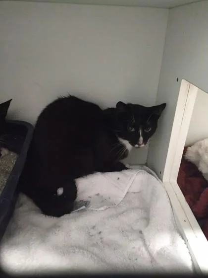 An adult small-sized male Domestic Short Hair cat named Lion for adoption in Palm Coast, FL