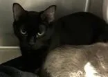 Bubbles thumbnail 2