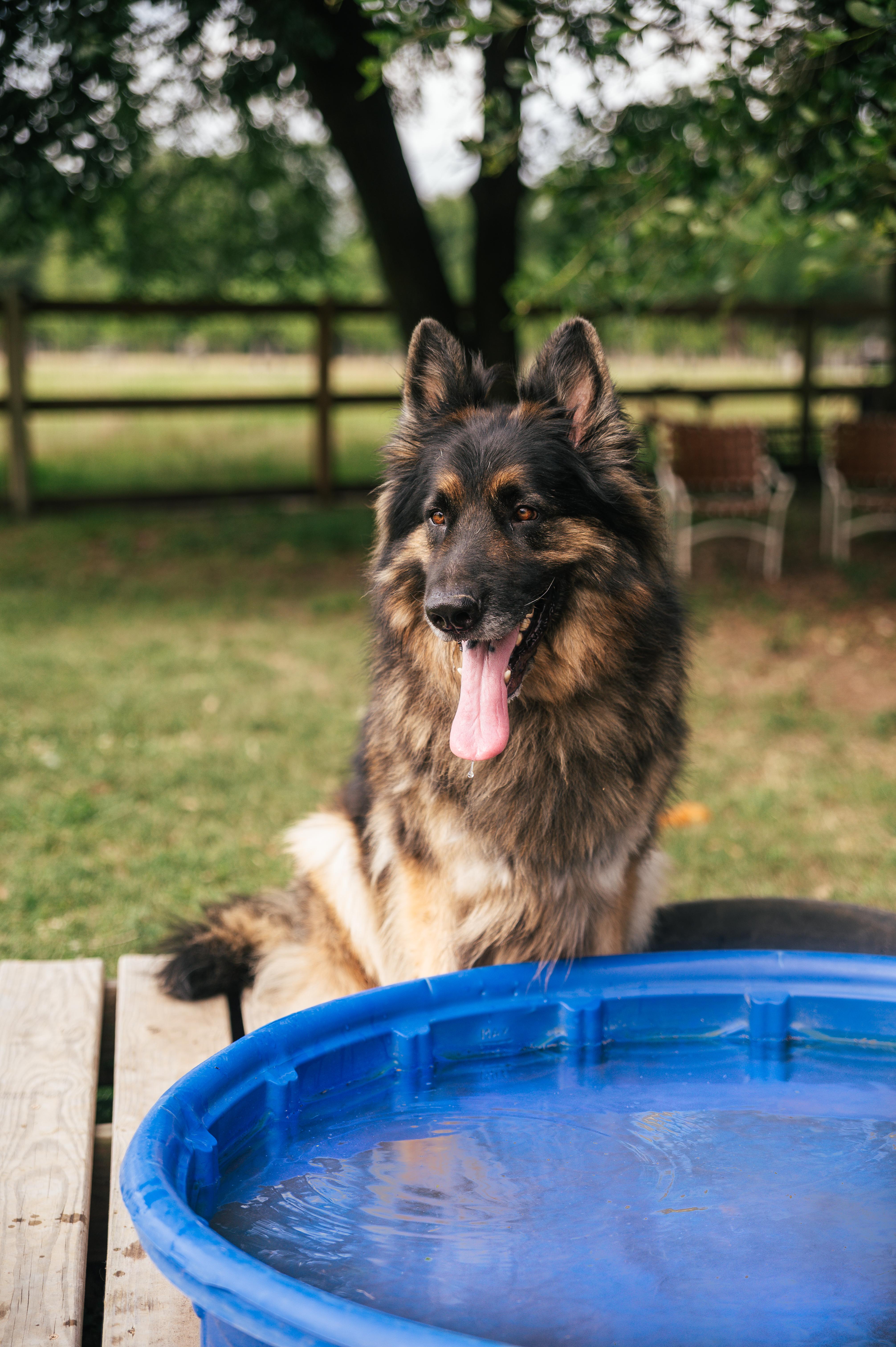 An adult large-sized male Black German Shepherd Dog dog named RogerWA for adoption in Magnolia, TX