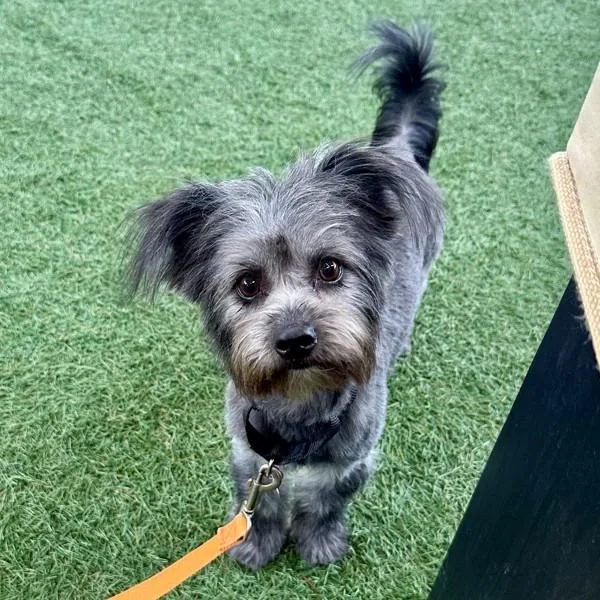 Flamingo thumbnail 4