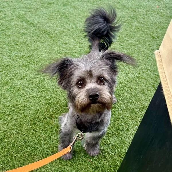 Flamingo thumbnail 5