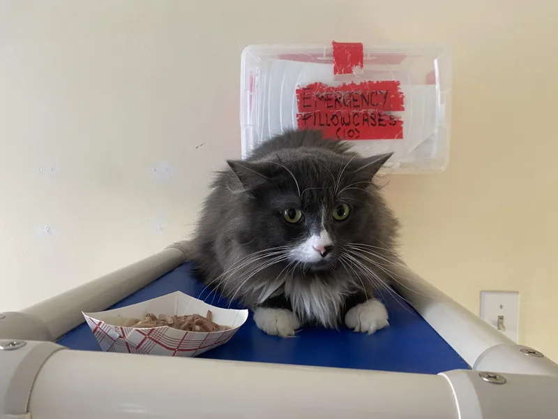 Coffee Oreo thumbnail 2