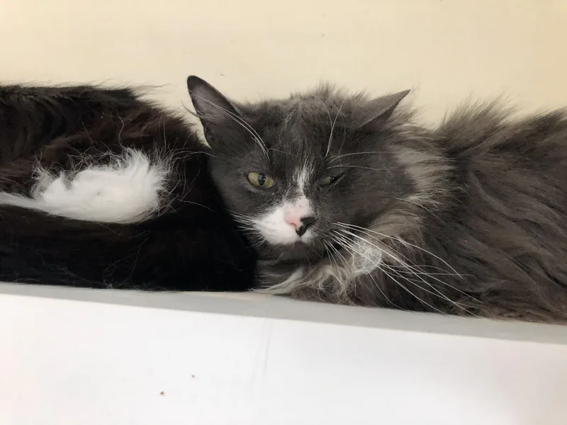 Coffee Oreo thumbnail 3