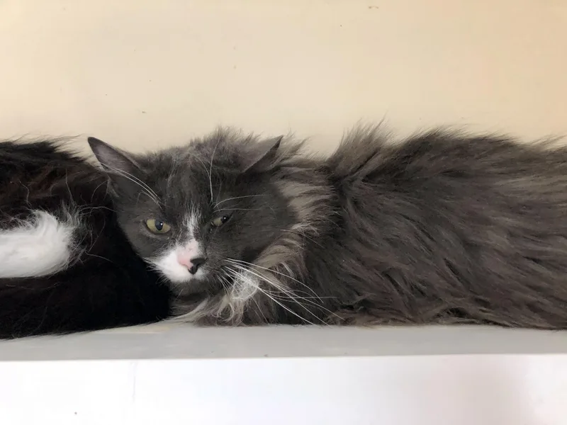 Coffee Oreo thumbnail 5