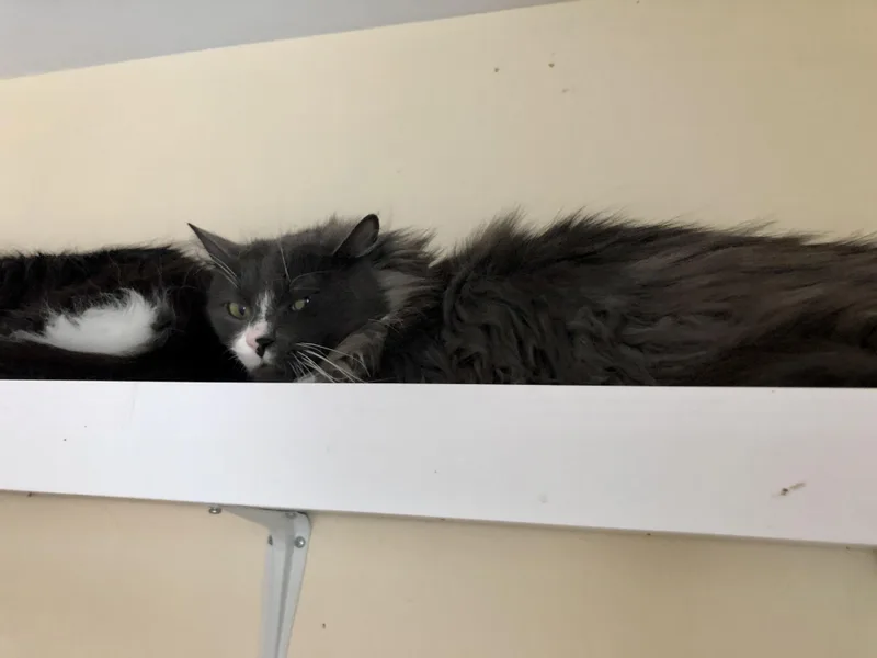 Coffee Oreo thumbnail 6