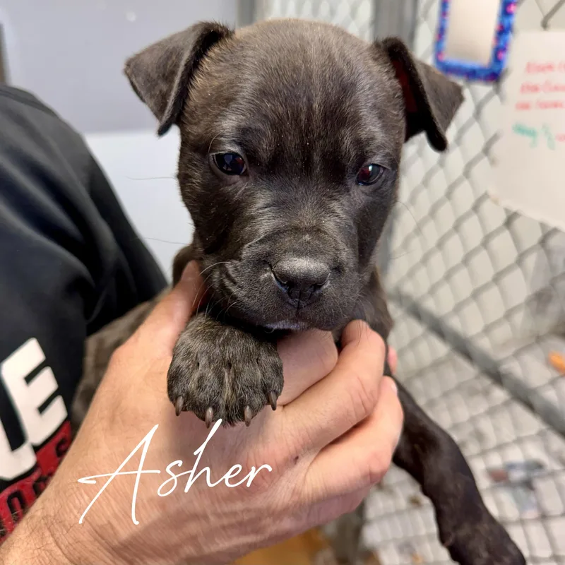 Asher—urgent! thumbnail 2