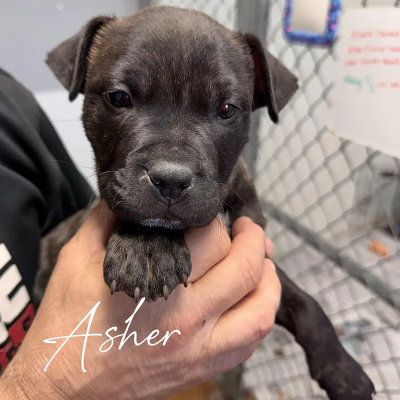A baby medium-sized male Brindle Terrier dog named Asher—urgent! for adoption in Wilmington, OH
