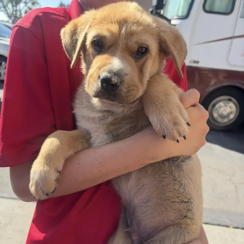 A baby medium-sized male Australian Shepherd dog named Forest for adoption in Rancho Santa Margarita, CA