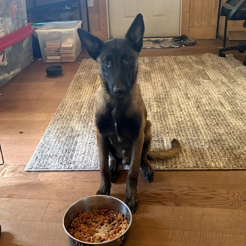 A young medium-sized male Yellow / Tan / Blond / Fawn Belgian Shepherd / Malinois dog named Echo for adoption in Hinesville, GA
