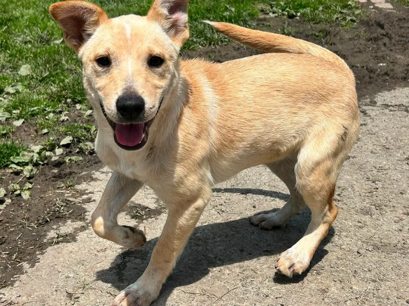 A baby medium-sized female Apricot / Beige Labrador Retriever dog named Smores for adoption in Brunswick, OH