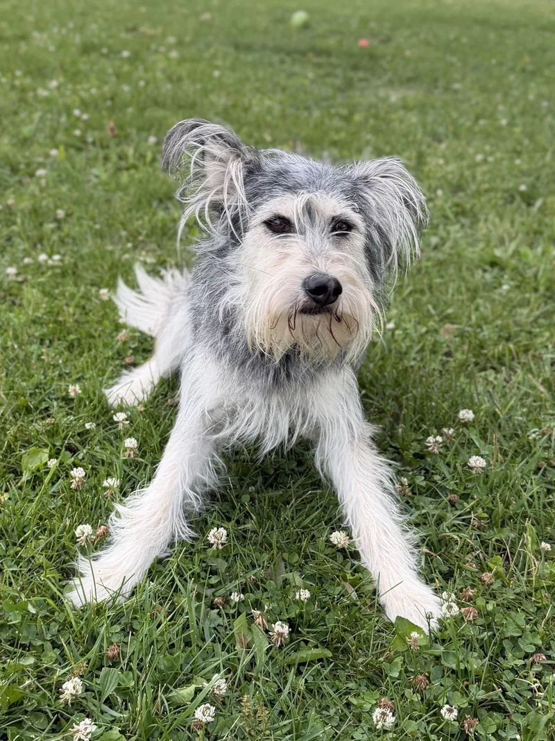 An adult medium-sized female Terrier dog named Mango for adoption in Jefferson, WI