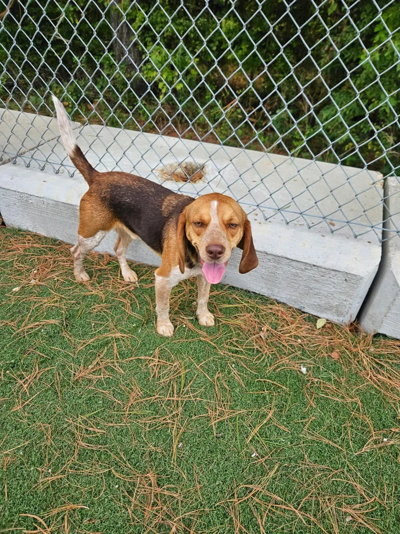 A young medium-sized male Tricolor (Brown, Black, & White) Beagle dog named Benny for adoption in Crystal City, MO
