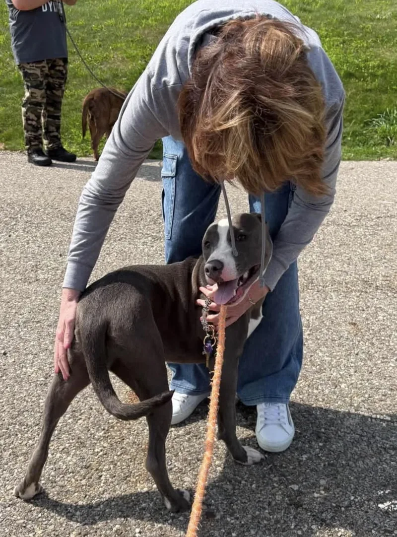 A young medium-sized female Pit Bull Terrier dog named Kendal for adoption in Youngstown, OH
