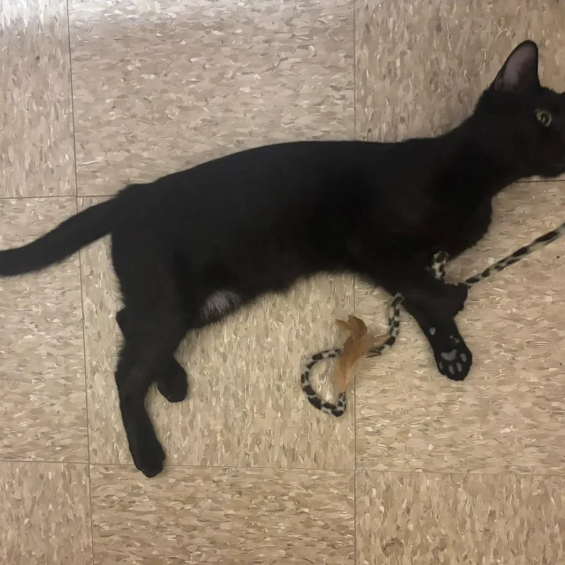 A young small-sized male Domestic Short Hair cat named Batman for adoption in San Juan, PR