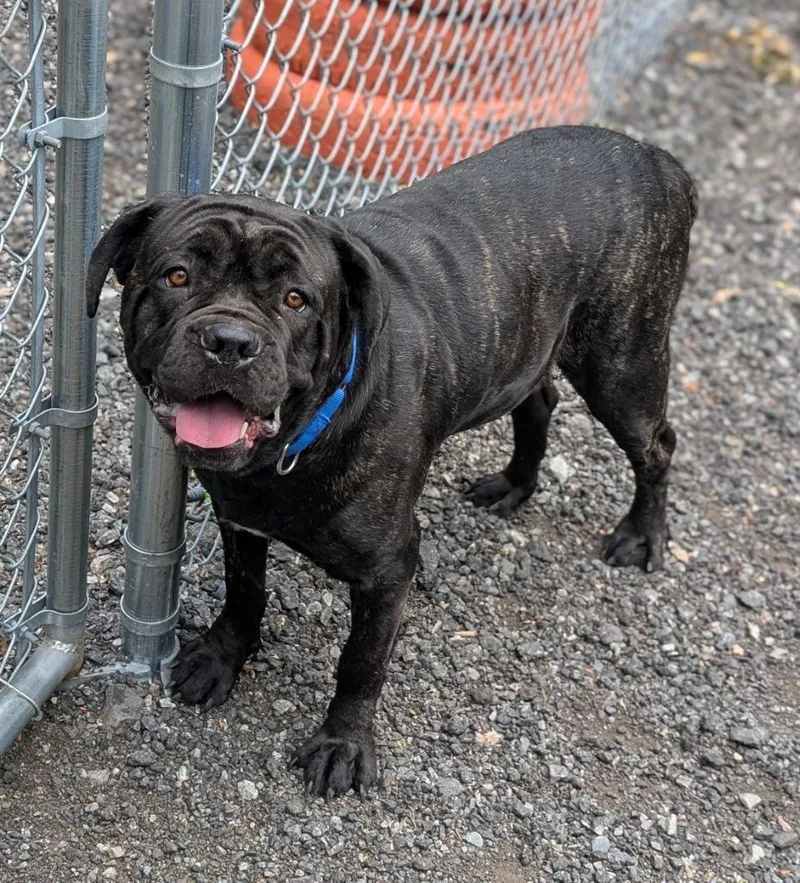 A young large-sized female Cane Corso dog named Giada for adoption in Fall River, MA