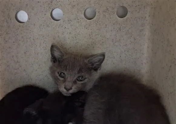 A baby small-sized male Domestic Short Hair cat named Toby for adoption in Santa Fe, NM