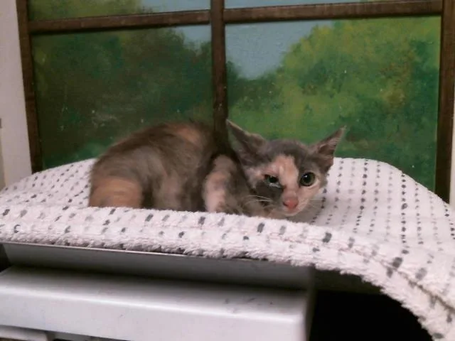 A baby small-sized female Domestic Short Hair cat named Dolly for adoption in Houston, TX