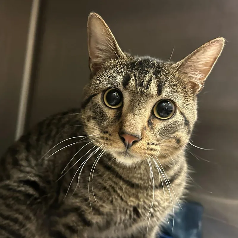 An adult medium-sized male Brown / Chocolate Domestic Short Hair cat named Benny Crown for adoption in Davenport, IA