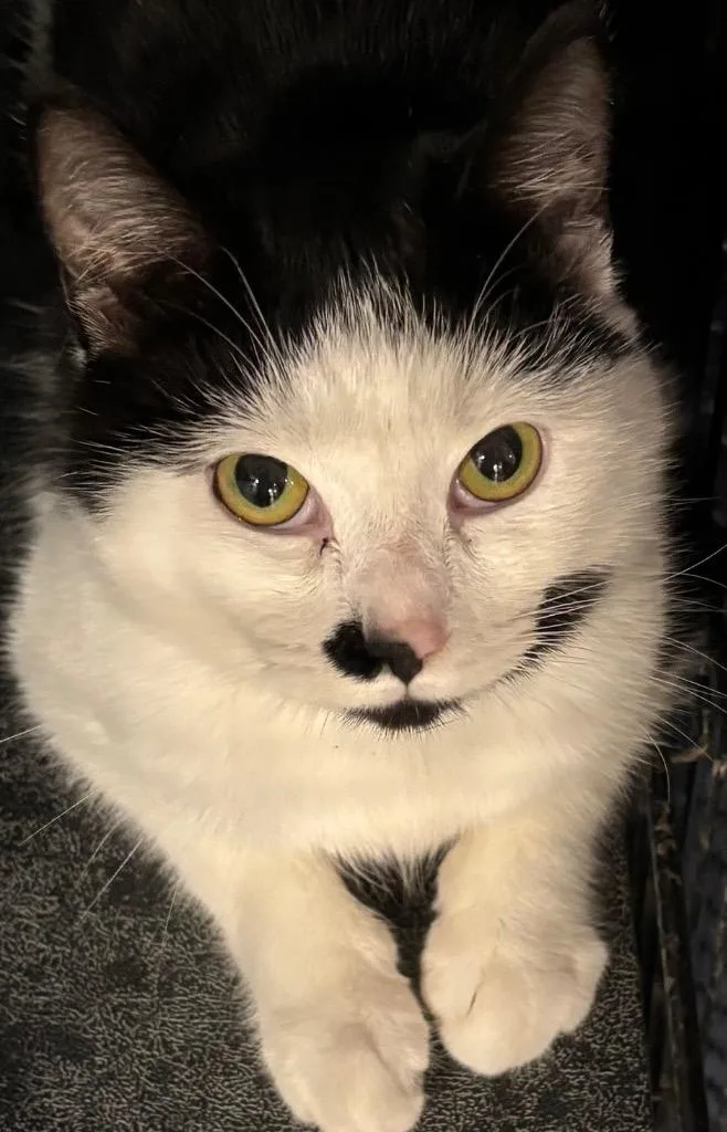 A baby small-sized male Domestic Short Hair cat named Little Foot for adoption in Elizabethton, TN