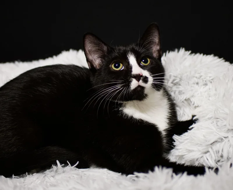 A baby medium-sized male Tuxedo cat named Zoro for adoption in Farmington, MN