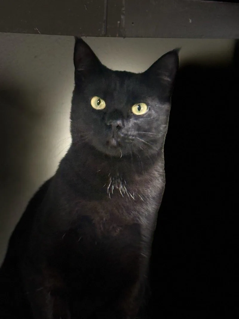 A young medium-sized male Black Domestic Short Hair cat named Kanye for adoption in Parlier, CA
