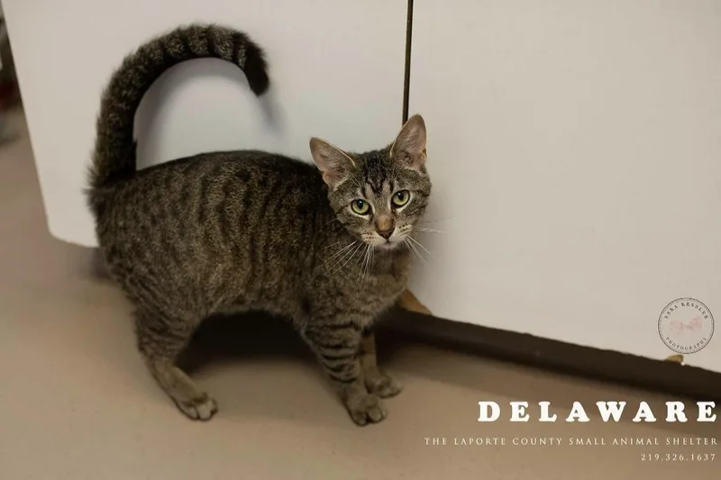 Delaware