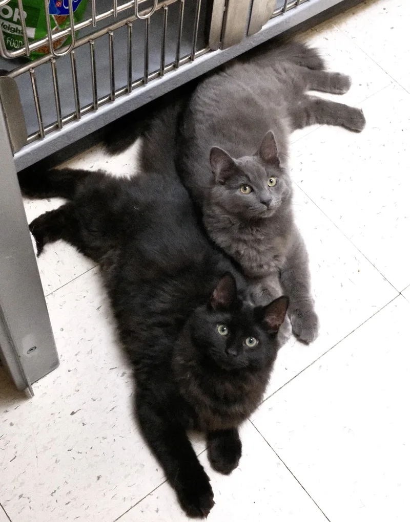 Houdini and Cuddles