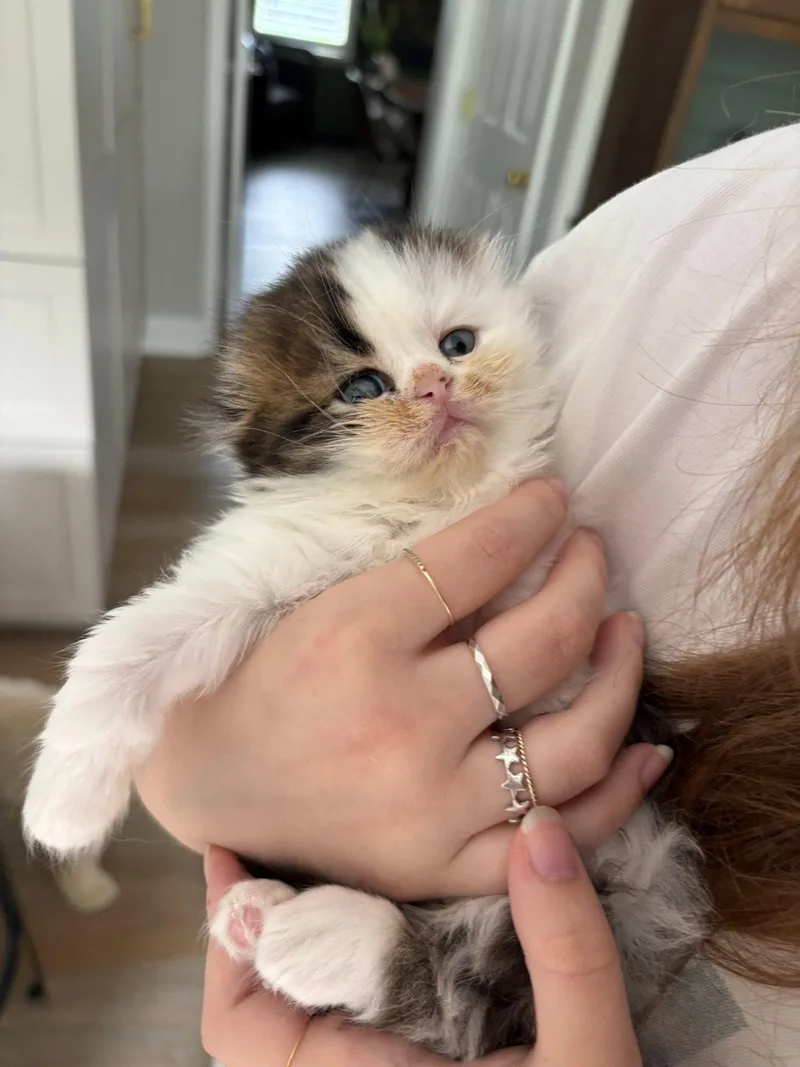 A baby medium-sized female Scottish Fold cat named Bonnie for adoption in Broomall, PA