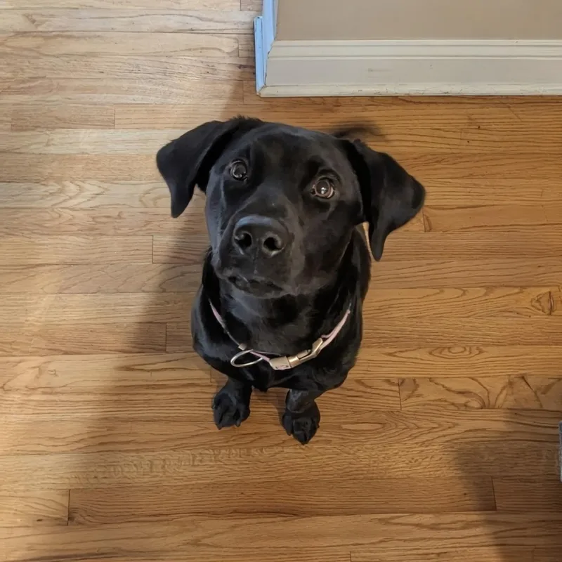 Agatha