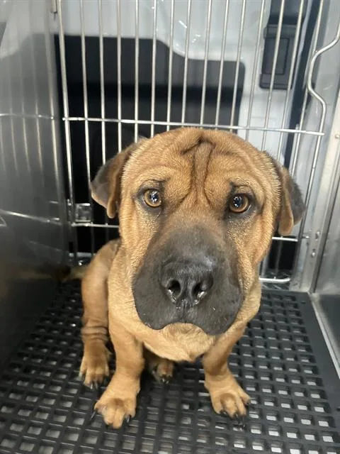 A young medium-sized male Mixed Breed dog named Frank for adoption in Dallas, TX