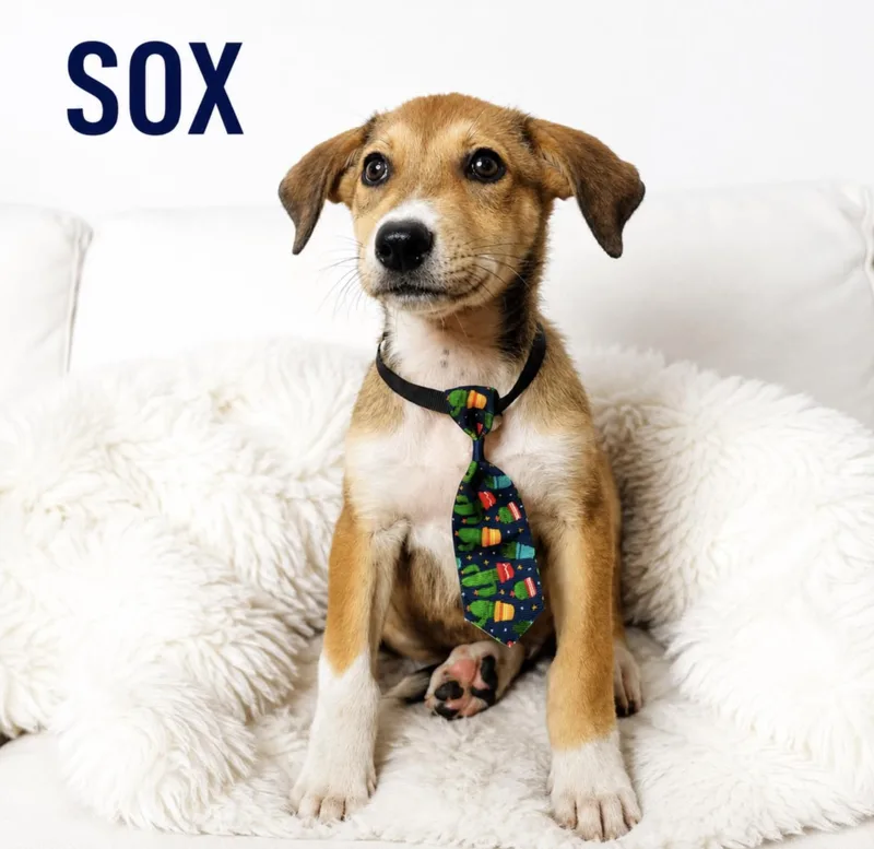 Sox thumbnail 4