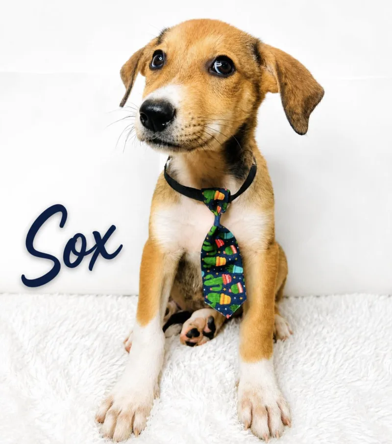 Sox thumbnail 5