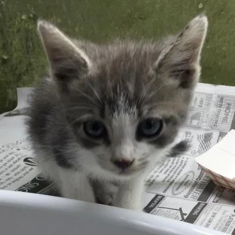 A baby small-sized male Domestic Short Hair cat named Mouse for adoption in Riverside, CA