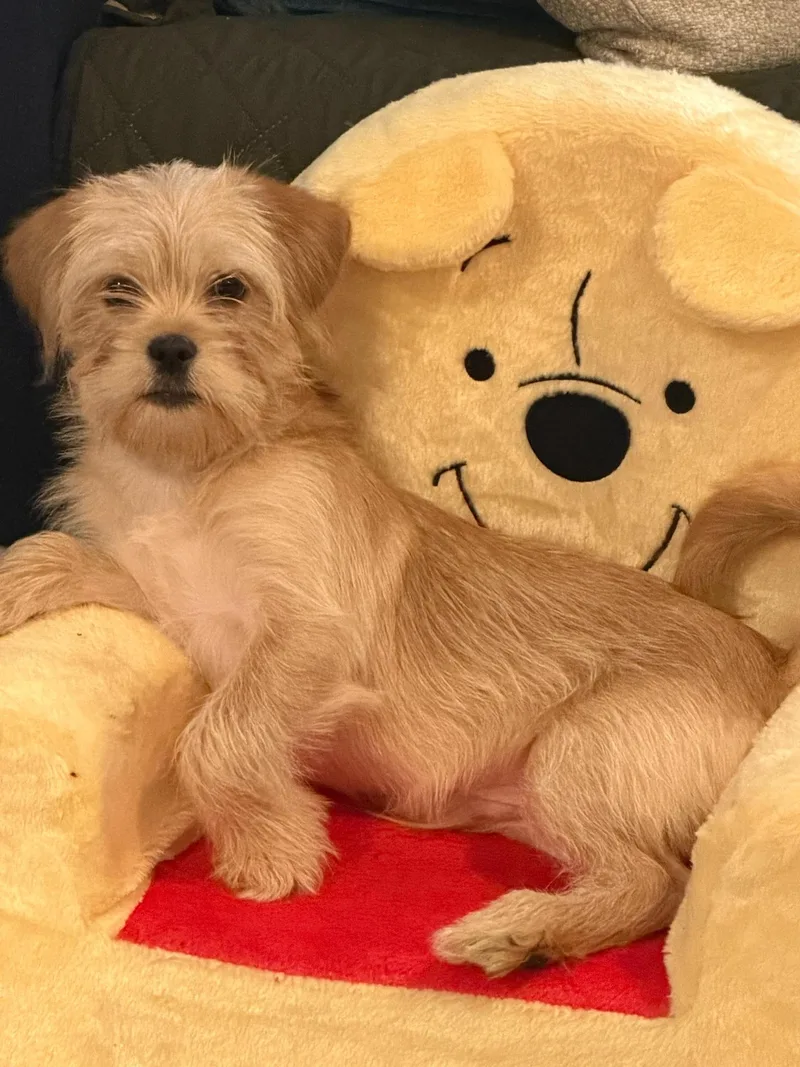 A baby small-sized male Yellow / Tan / Blond / Fawn Border Terrier dog named Remy for adoption in Atlanta, GA