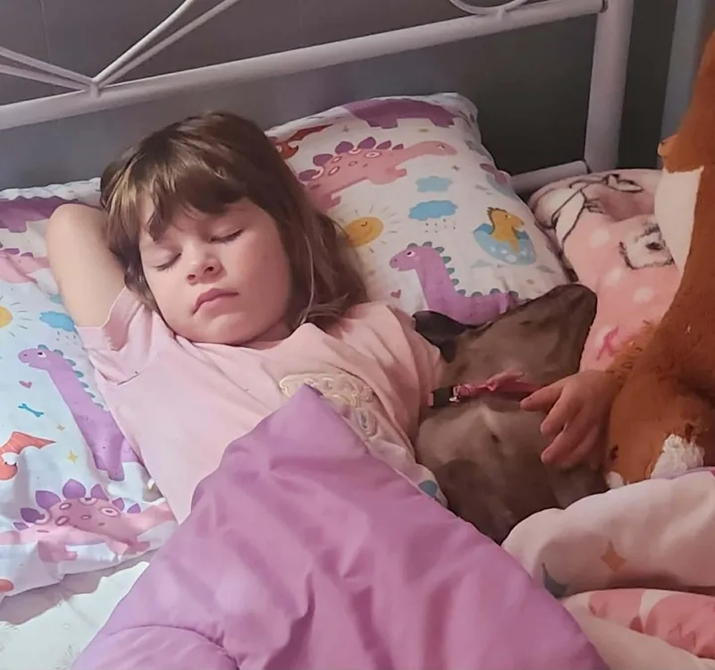 A baby large-sized female Shepherd dog named Cookie As Sweet As for adoption in Oakhurst, NJ