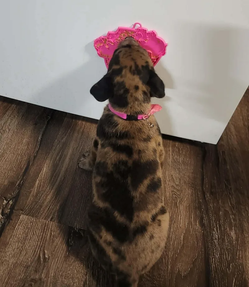 Cookie As Sweet As thumbnail 3