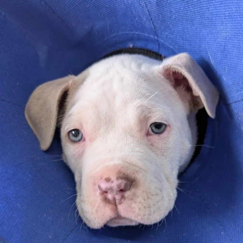 A young medium-sized male Brown / Chocolate Mixed Breed dog named Gucci for adoption in Greenville, SC