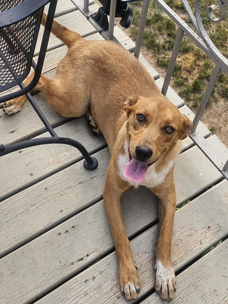 A young medium-sized female Apricot / Beige Carolina Dog dog named Freya for adoption in Indian Trail, NC