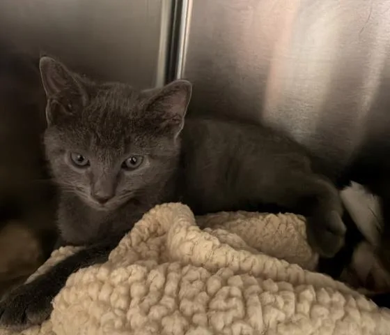 A baby small-sized male Domestic Short Hair cat named Jack for adoption in San Pedro, CA