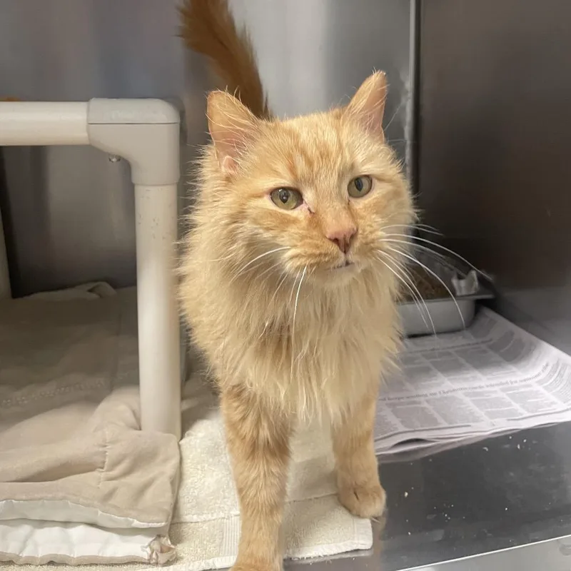 A senior medium-sized male Orange / Red Domestic Long Hair cat named Mickey for adoption in Marshall, VA