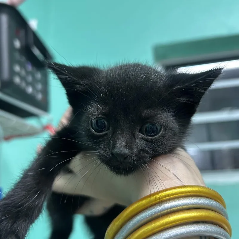 A baby small-sized female American Shorthair cat named Misha for adoption in Guaynabo, PR
