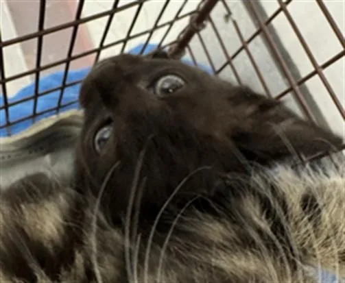 A baby small-sized female Domestic Short Hair cat named Biscut for adoption in Los Angeles, CA