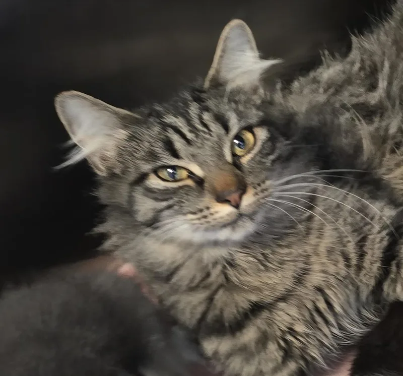 An adult medium-sized female Domestic Medium Hair cat named Fizzy for adoption in Southbury, CT