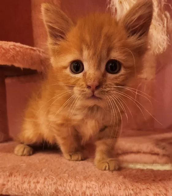 A baby small-sized female Domestic Short Hair cat named Clementine for adoption in Colorado Springs, CO
