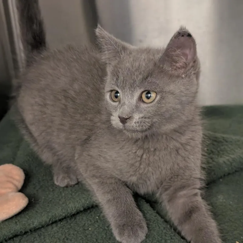A baby small-sized female Gray / Blue / Silver Domestic Short Hair cat named Remy for adoption in Pittsburgh, PA